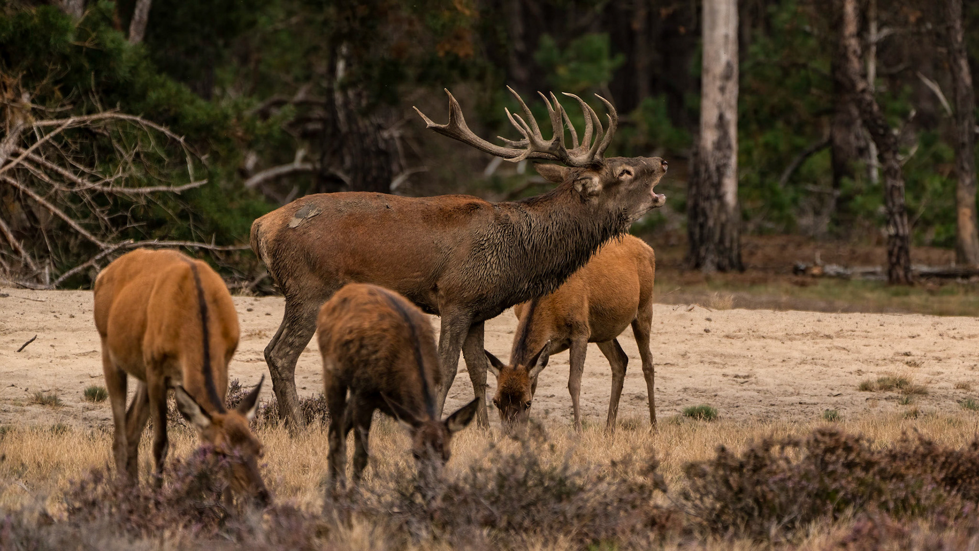 Burling Red Deer - National Park De Hoge  Veluwe - The Netherlands