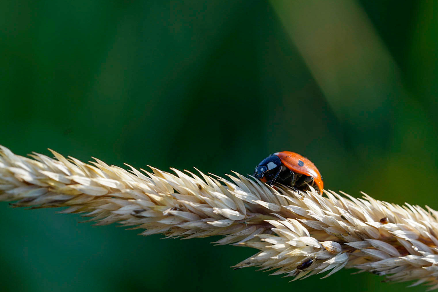 Ladybug