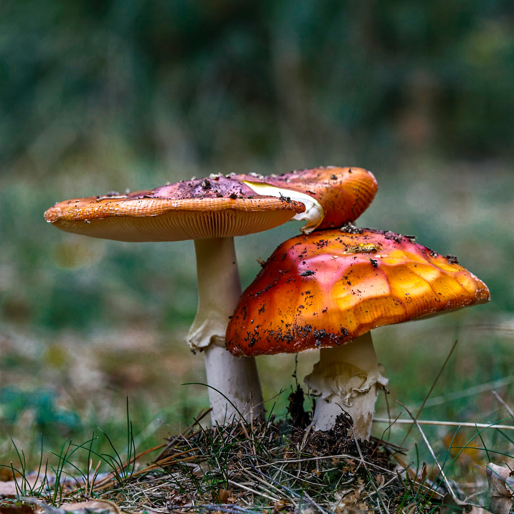 Vliegenzwam or Fly Agaric Mushroom