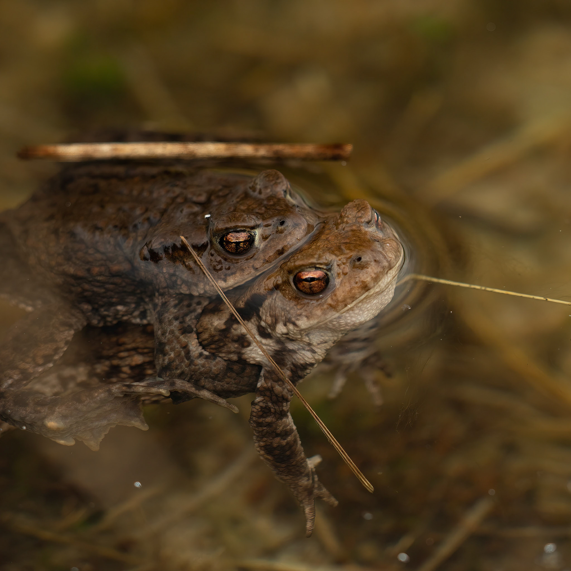 Mating frogs - The Netherlands