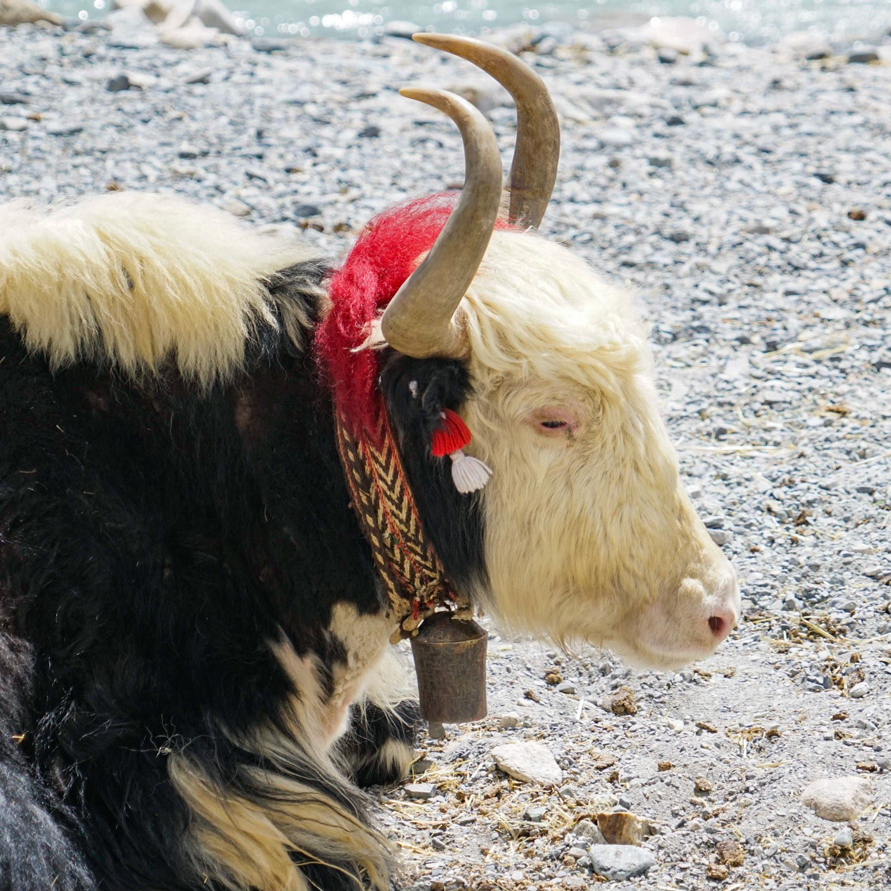 Yak - Tibet