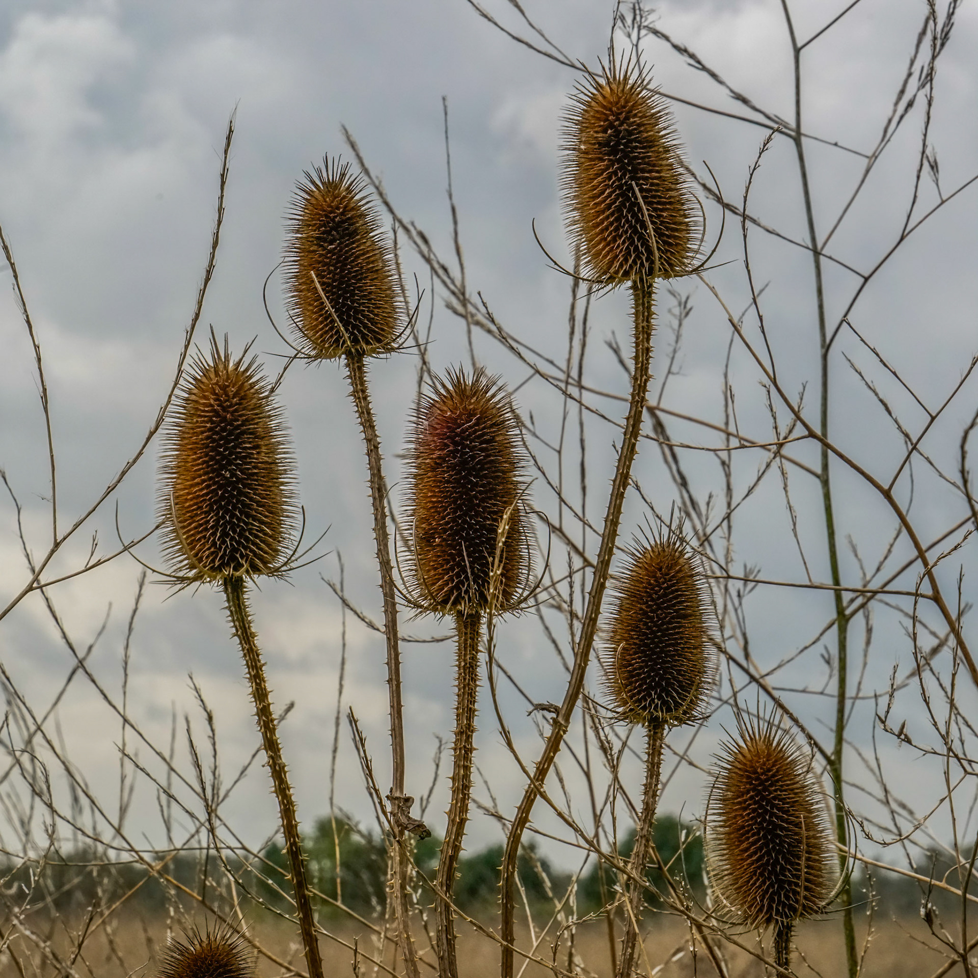 Weverskaarde or Dipsacus sativus