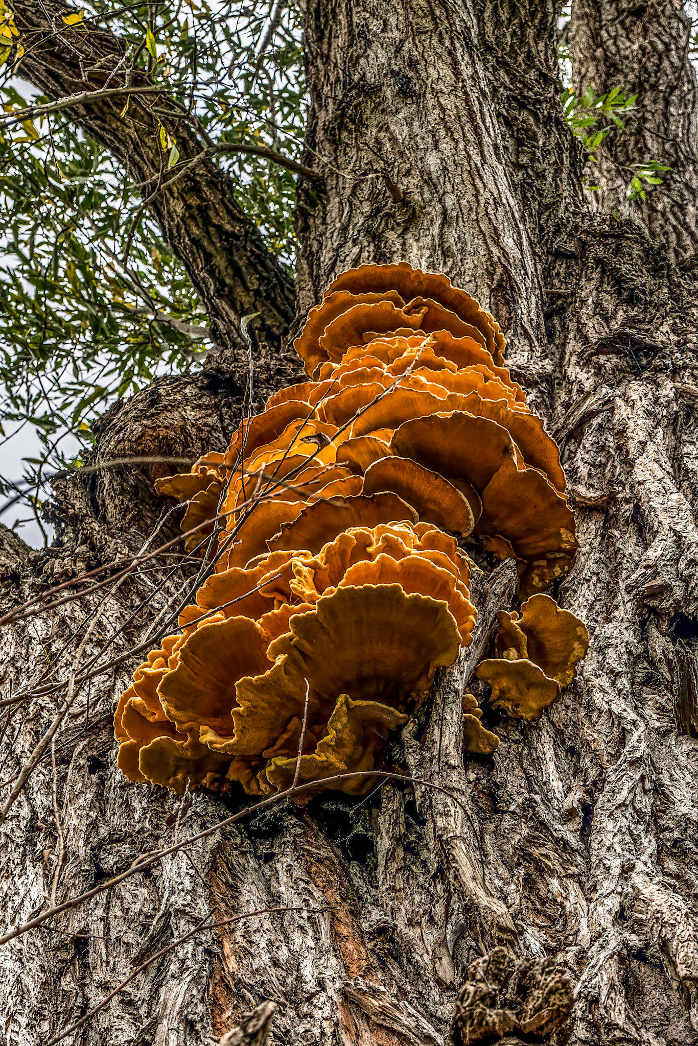 Sulfur Fungus - Laetiporus