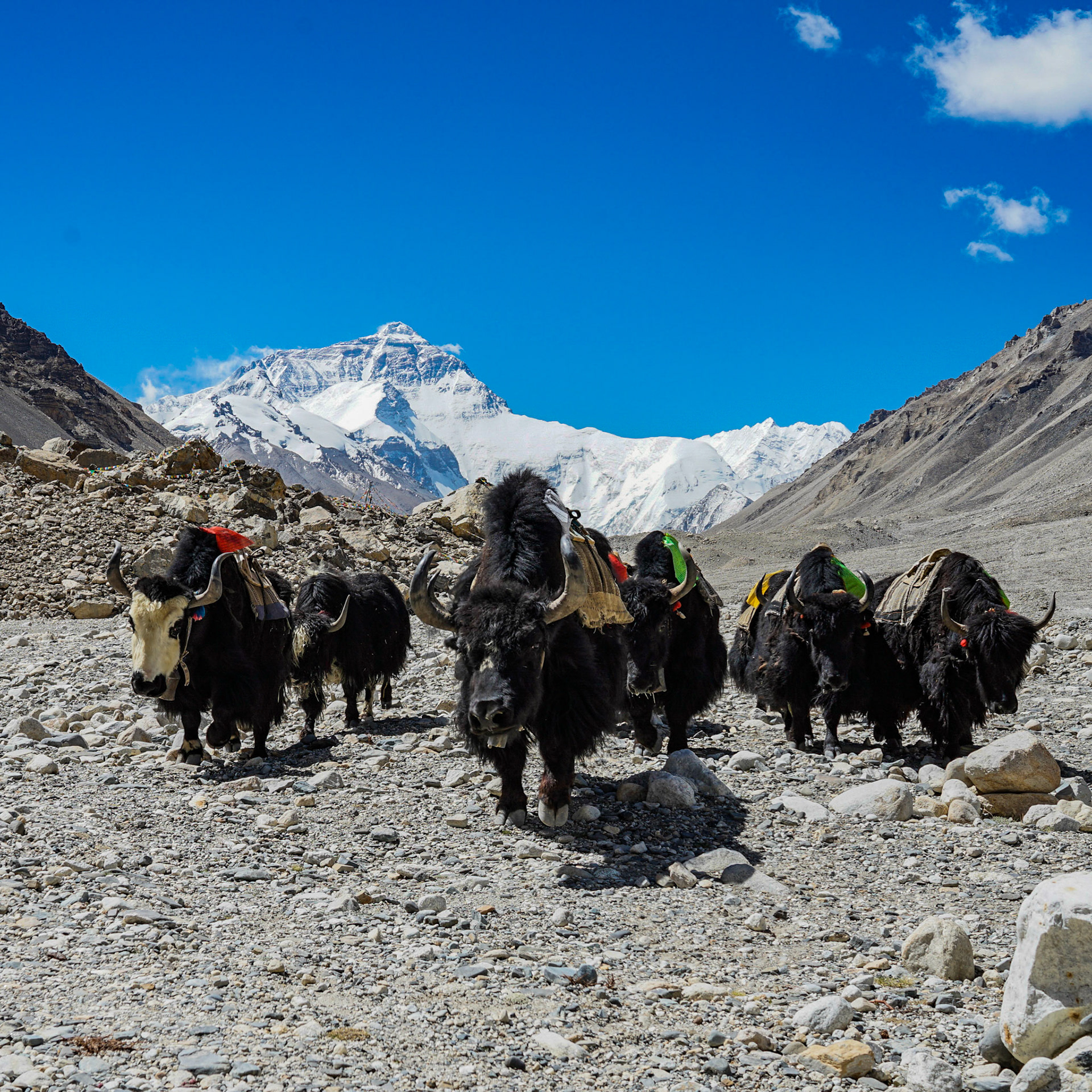 Yak - Mount Everest - Tibet