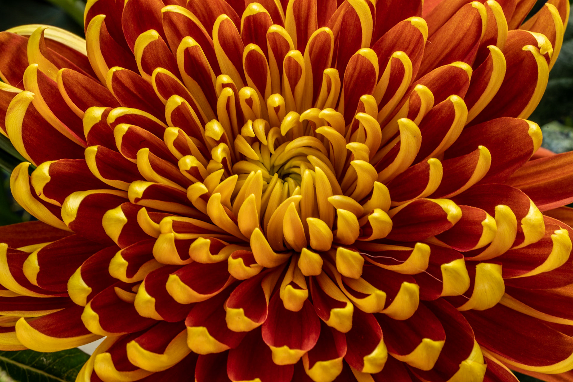 Chrysanthemum