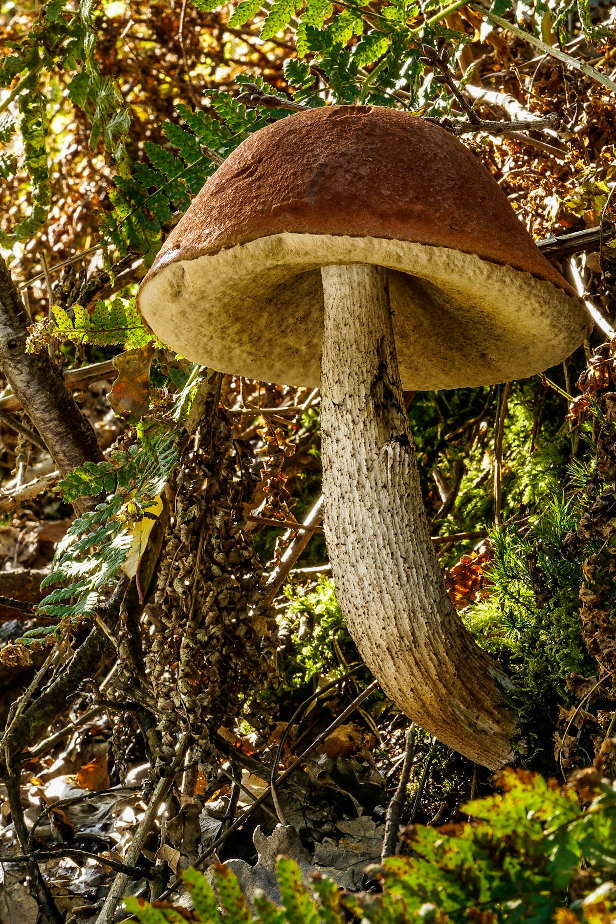 Red-capped Scaber Stalk