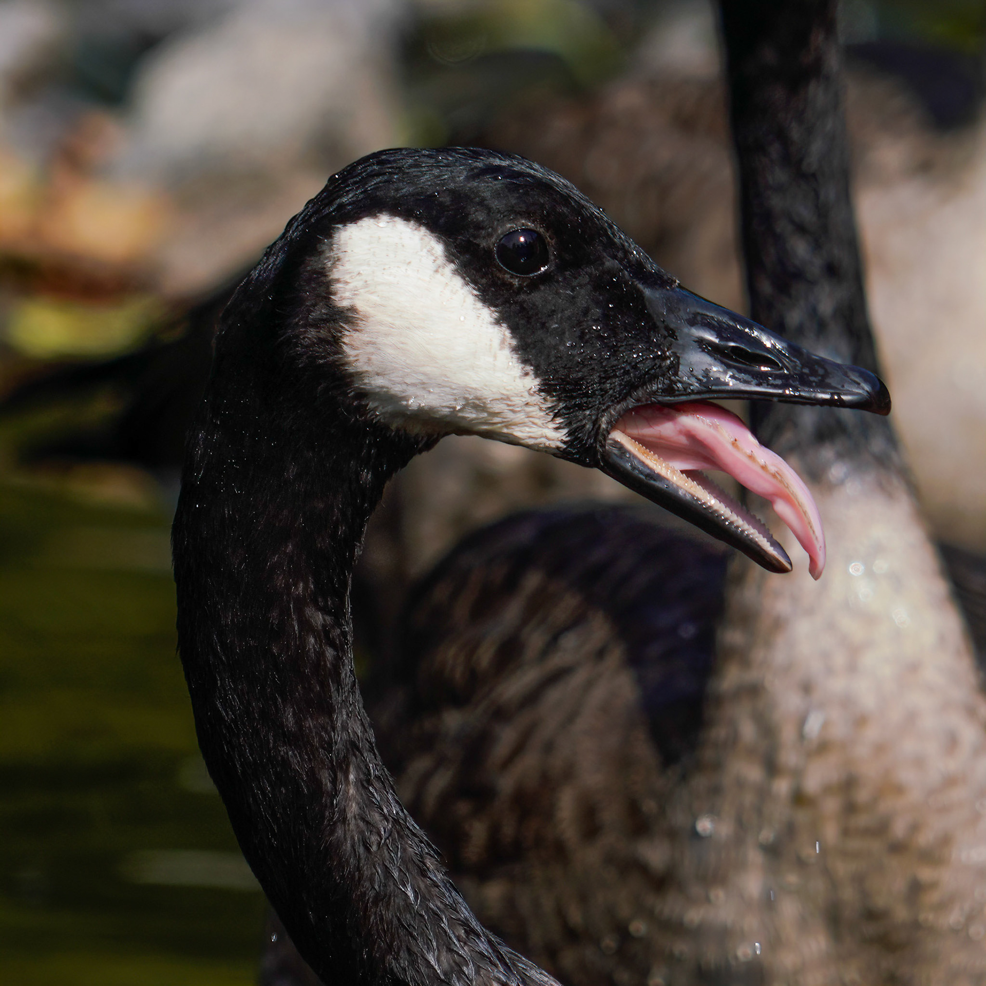 Beak big canadian goose