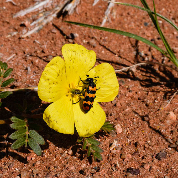 Flower Namibië