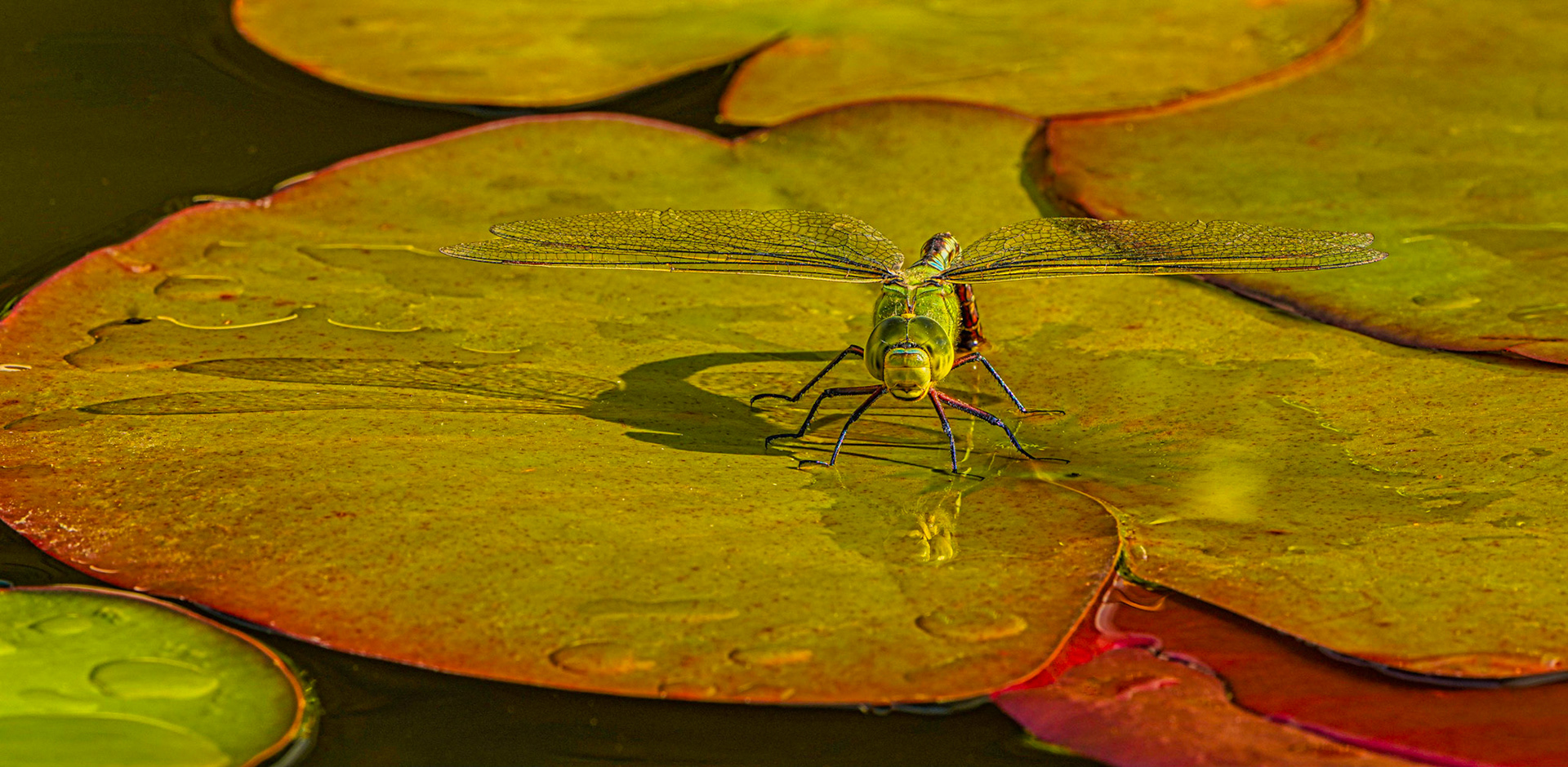 Dragonfly