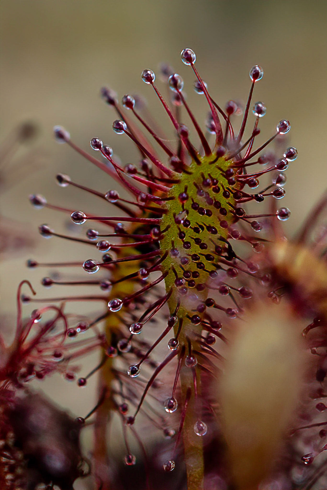 Kleine Zonnedauw or Small Sundew