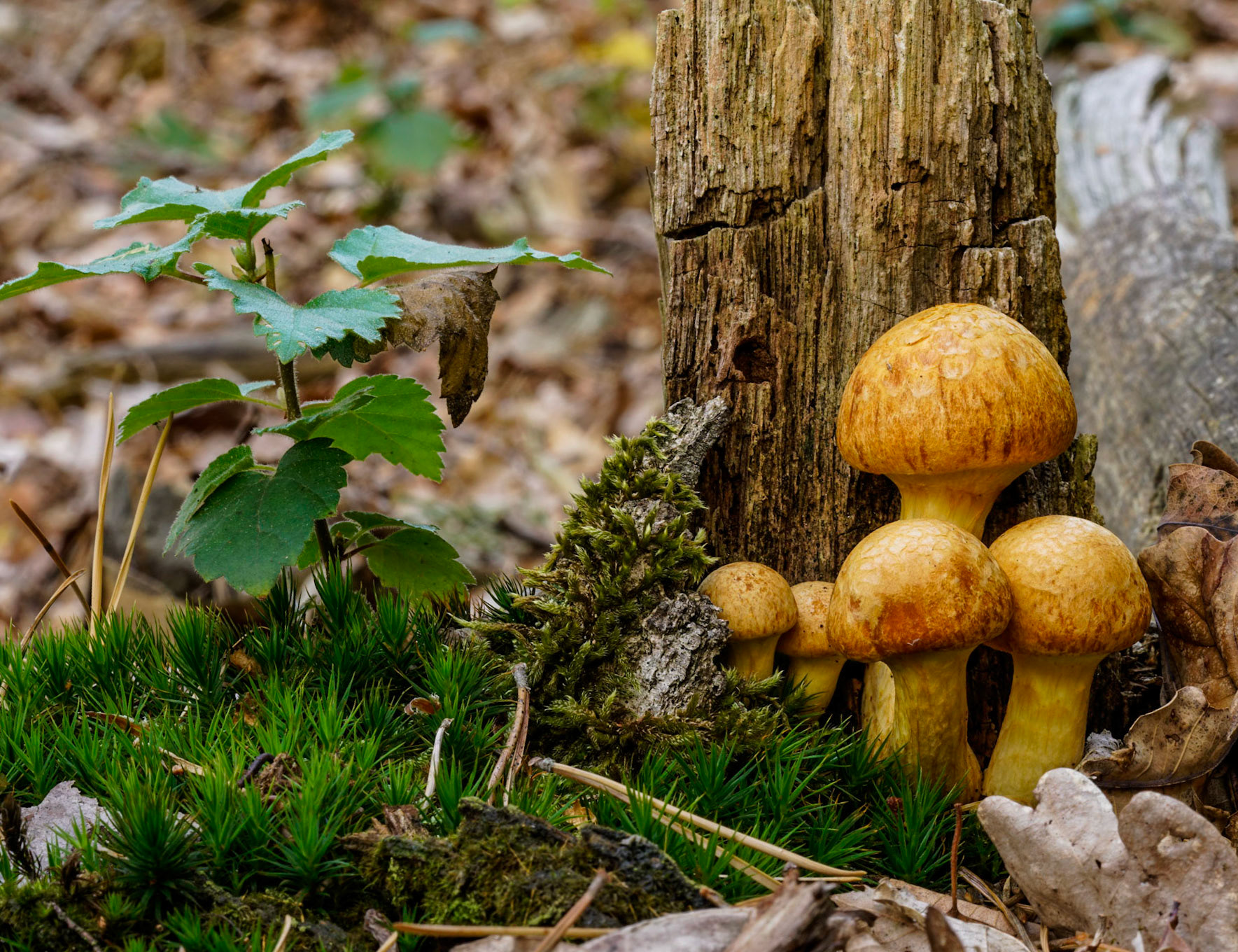 Gele ringboleet or Suillus Grevillei