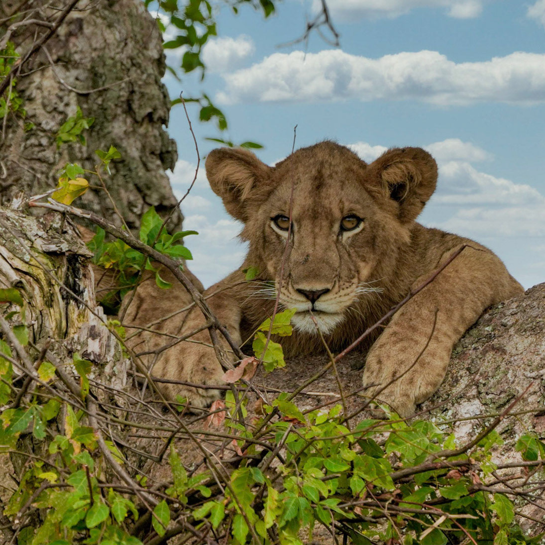 Tree climbing lion - Uganda