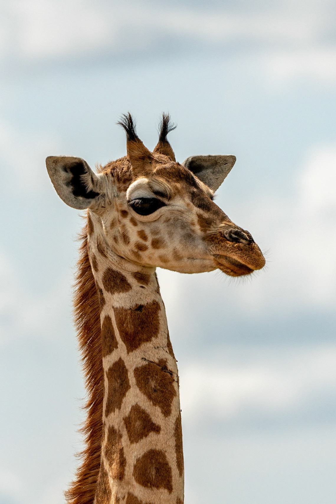 Giraffe - Uganda