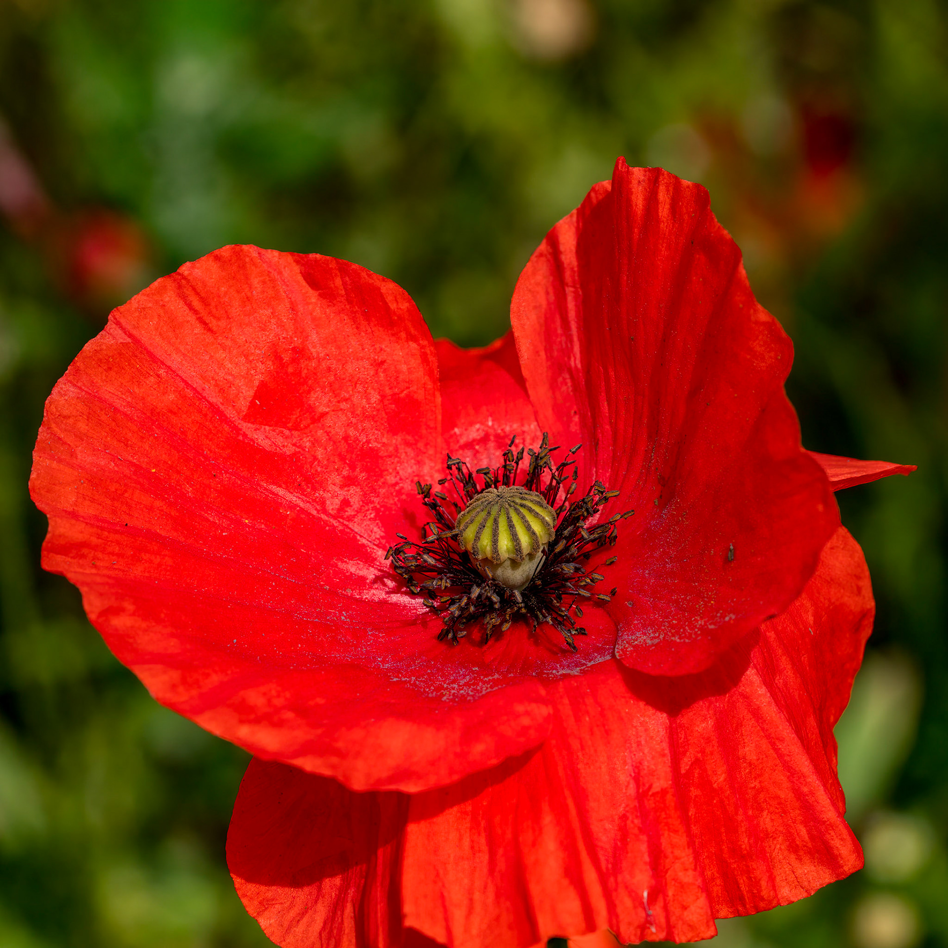 Poppy Flower
