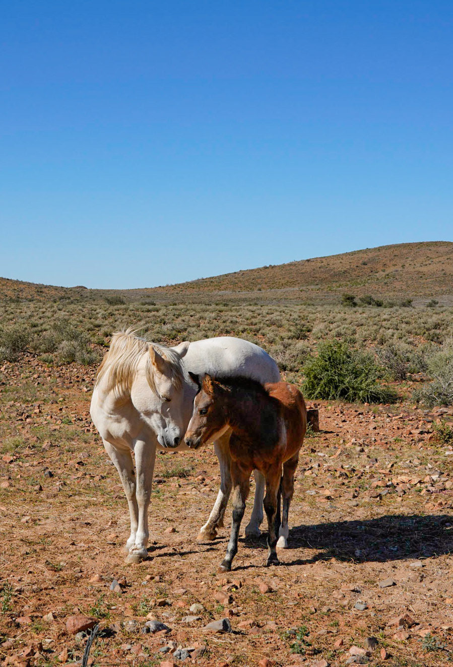 Wild horses - Namibië