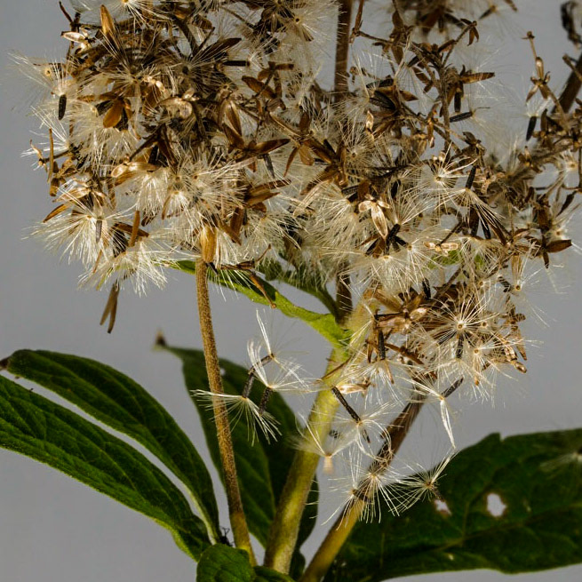 Koninginnenkruid or Eupatorium cannabinum