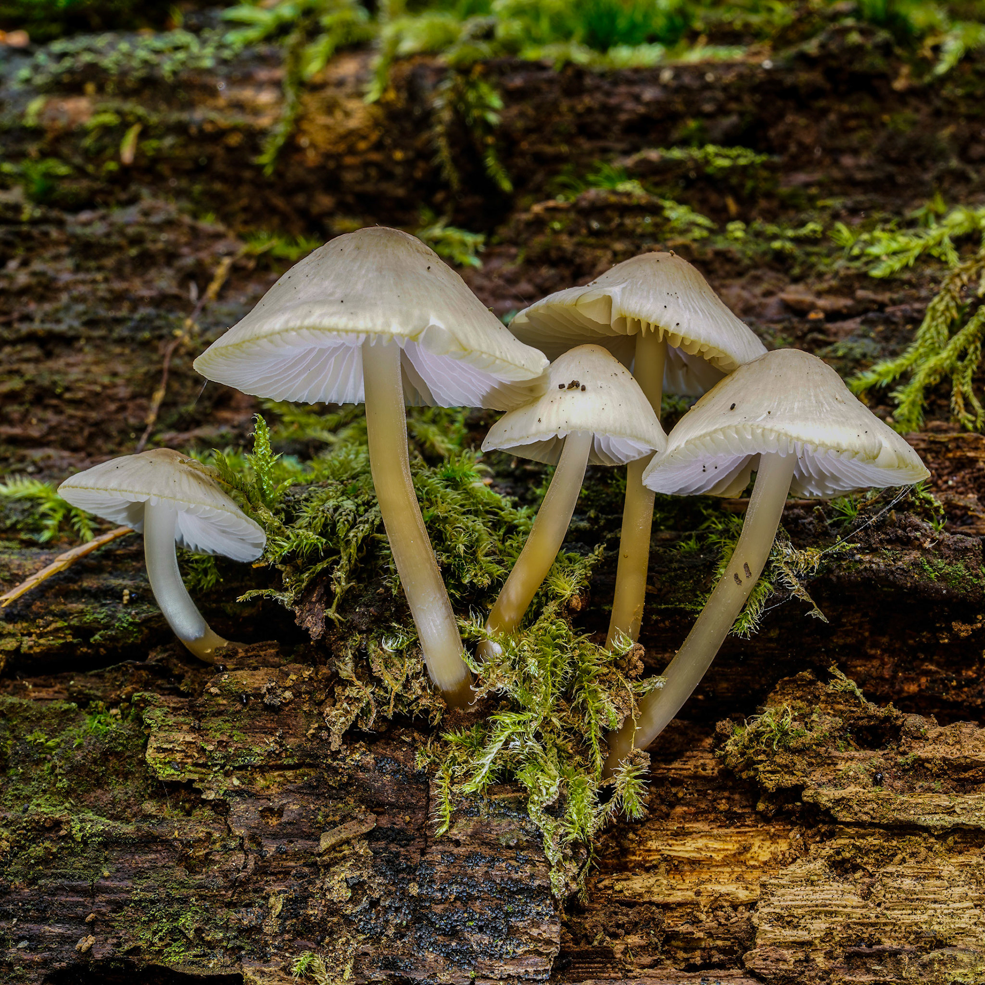 Mushroom Helmmycena