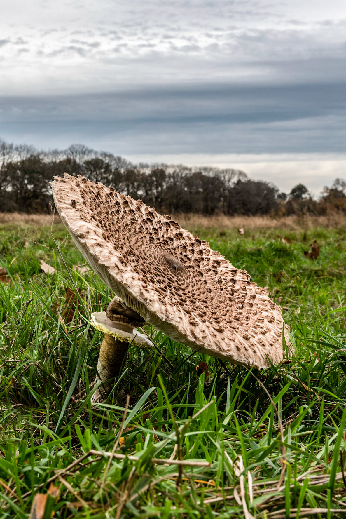 Large Umbrella Mushroom