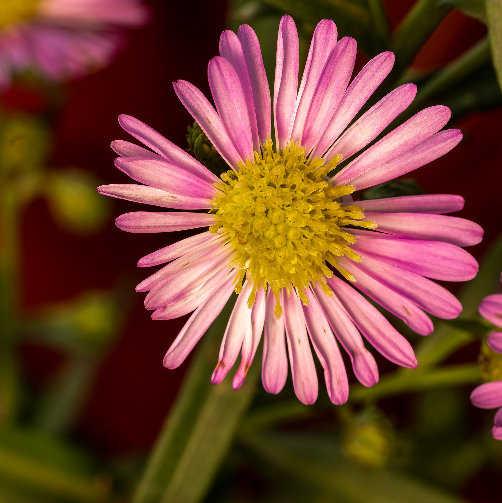 Alpenfijnstraal or Erigeron alpinus