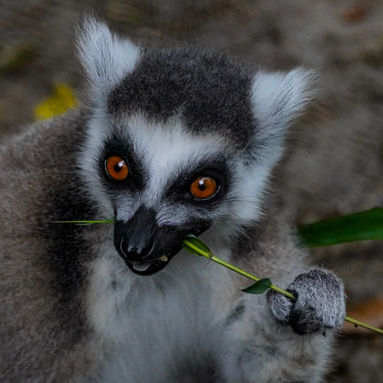 Ring-tailed Lemurs - The Netherlands