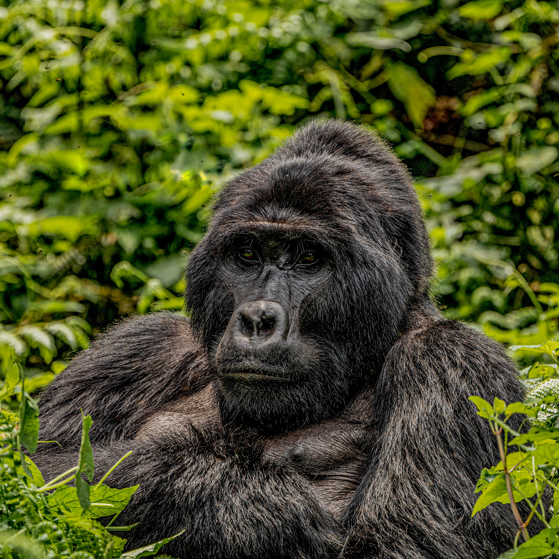 Gorilla - Uganda