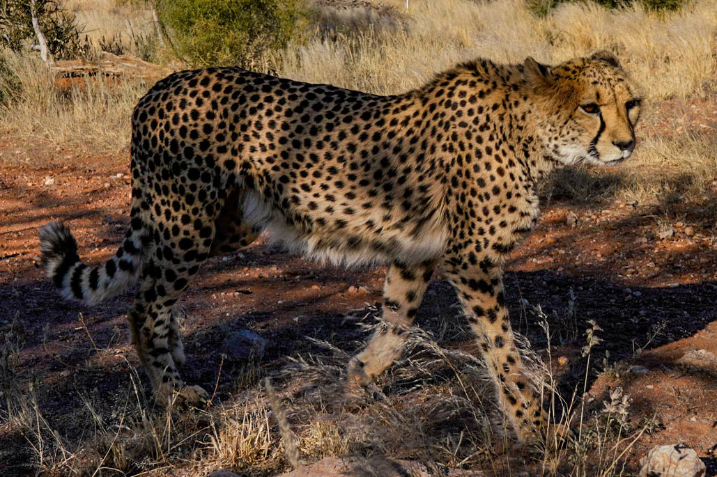 Cheetah