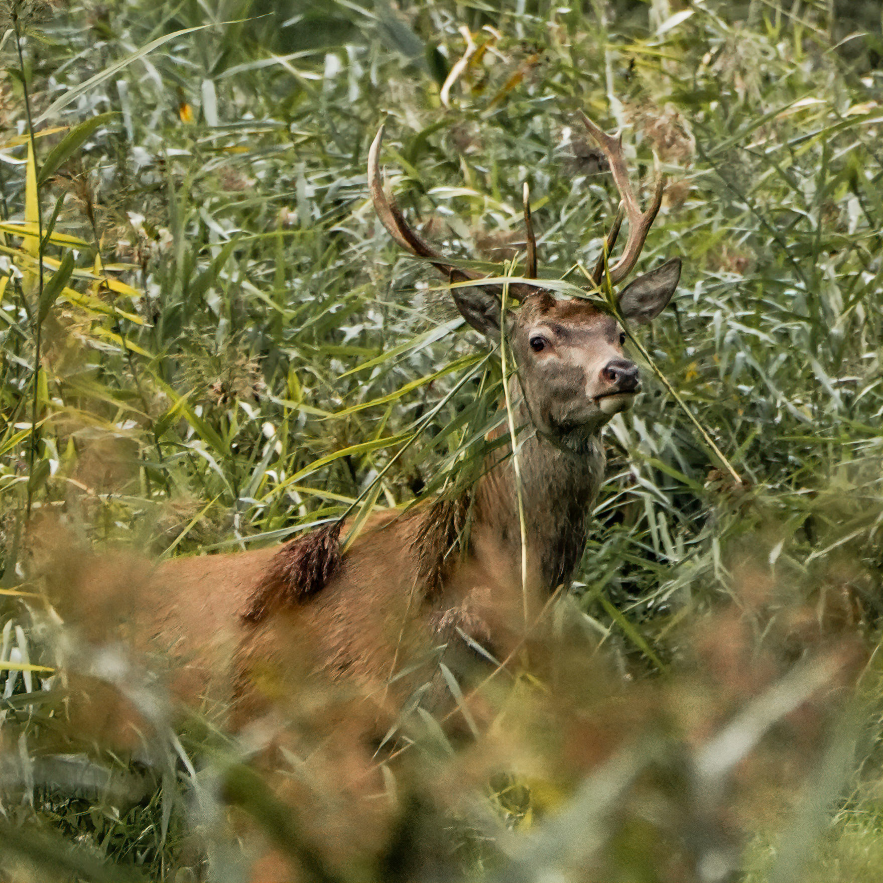 Red deer / Edelhert - The Netherlands