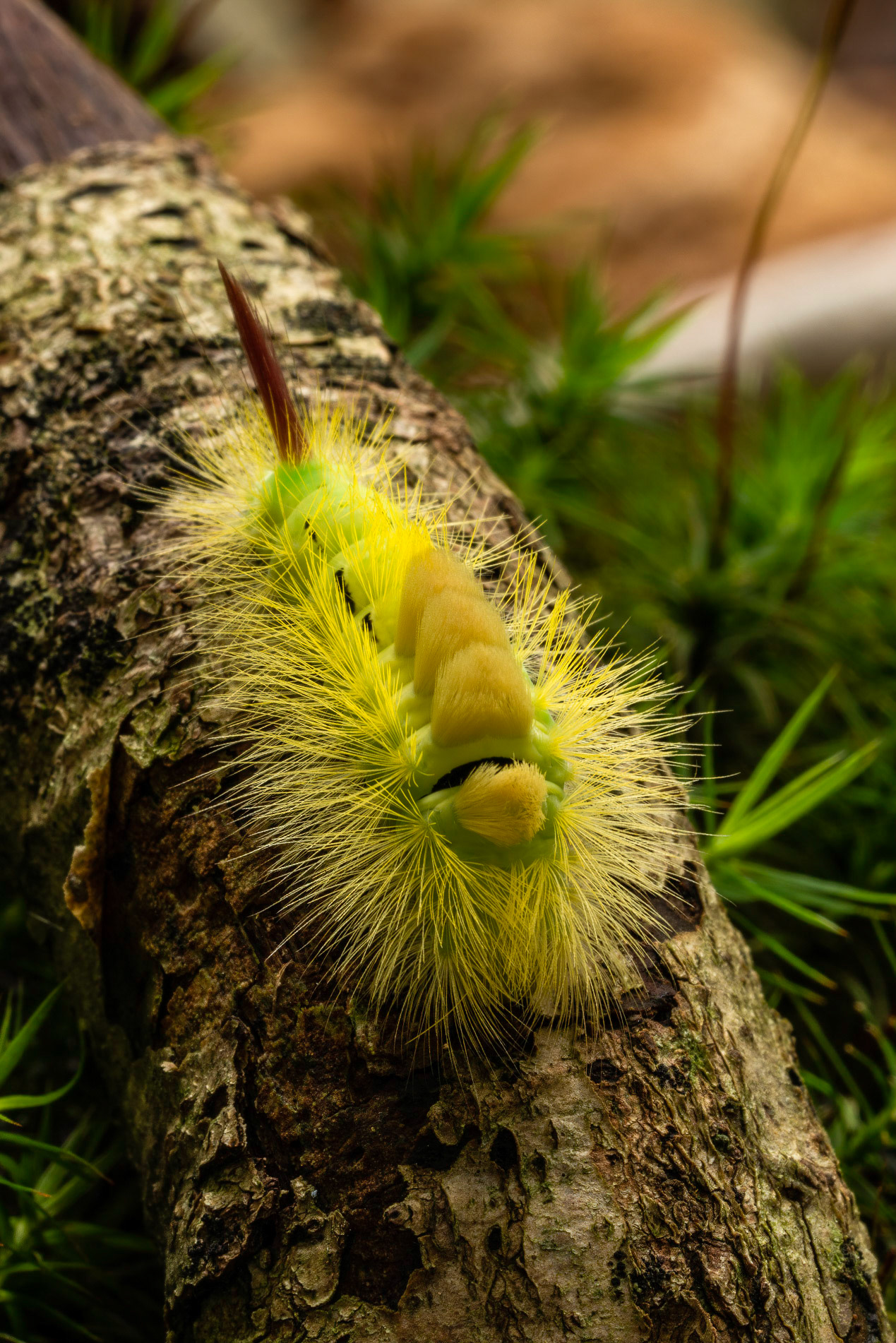 Meriansborstel or Pale Tussock Moth