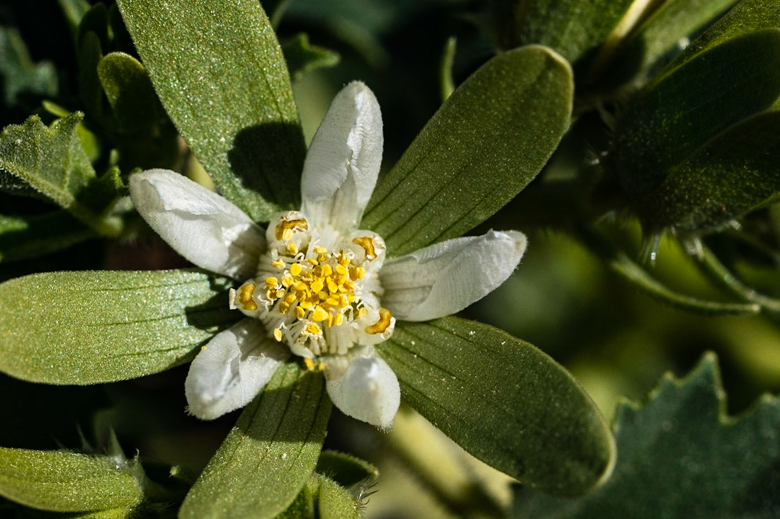 Flower in Kalahari - Namibië