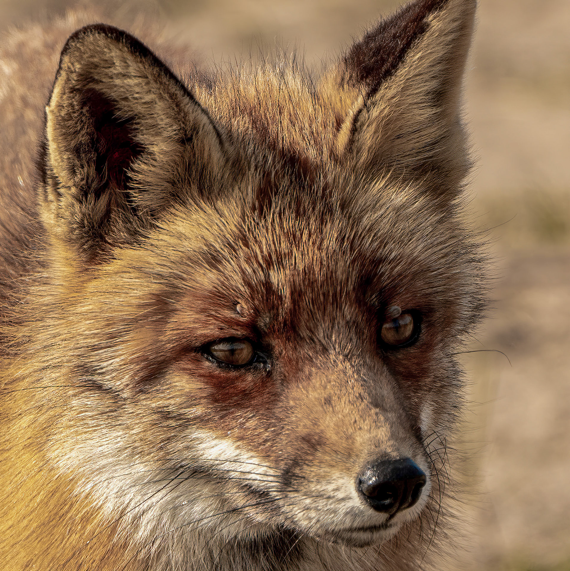 Fox - The Netherlands