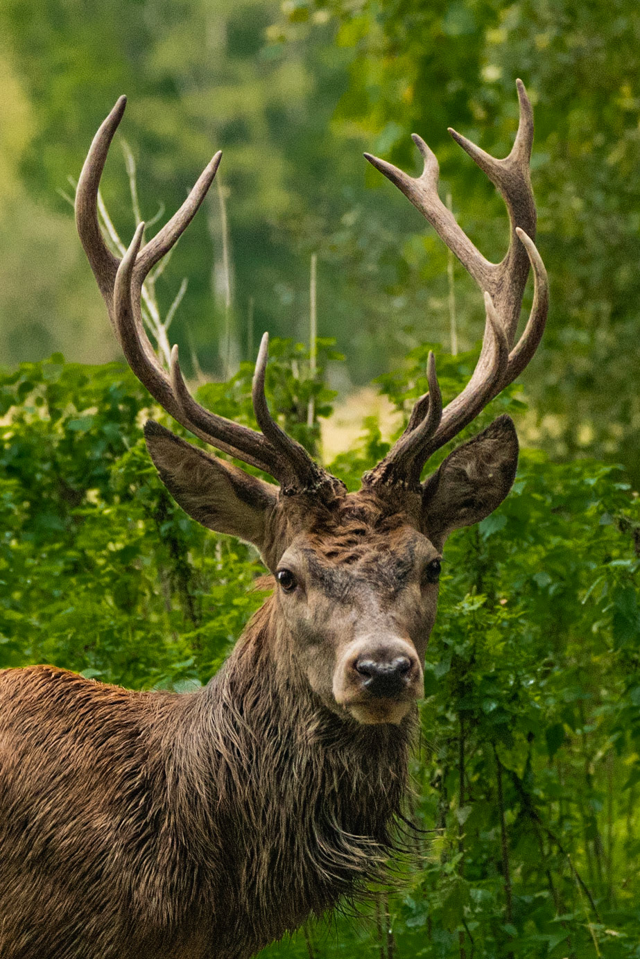 Red deer / Edelhert - The Netherlands