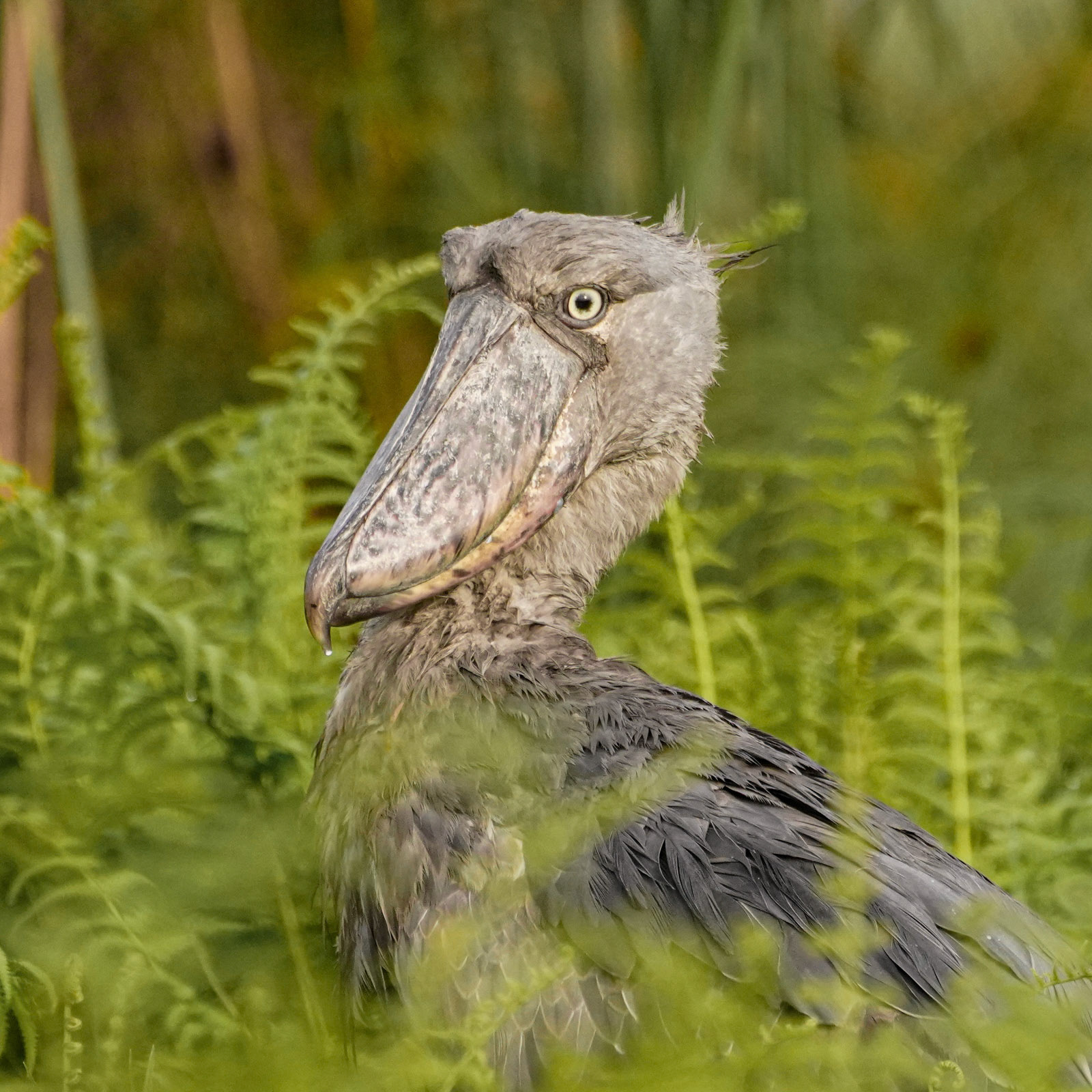 Shoebill stork - Uganda
