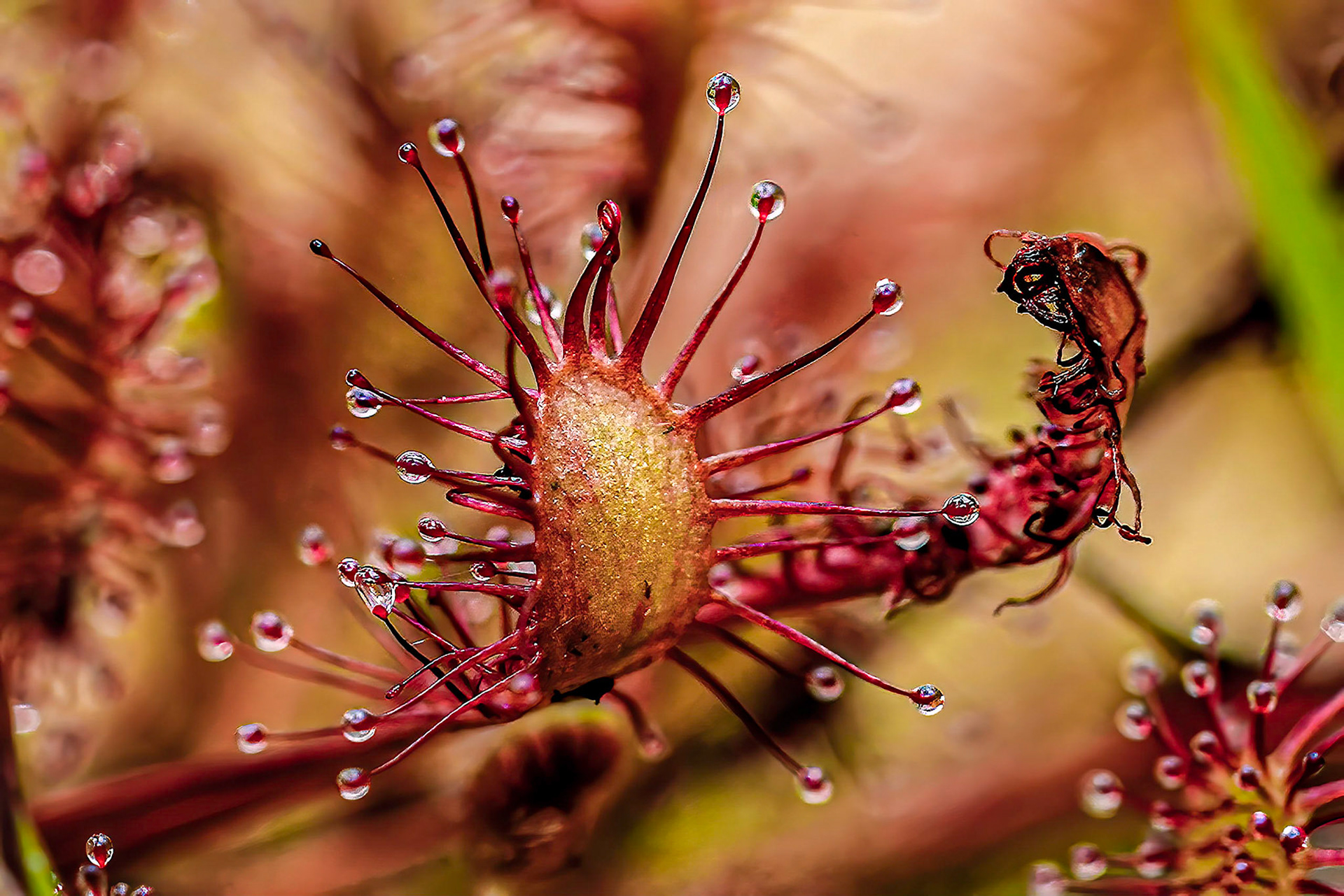 Kleine Zonnedauw or Small Sundew