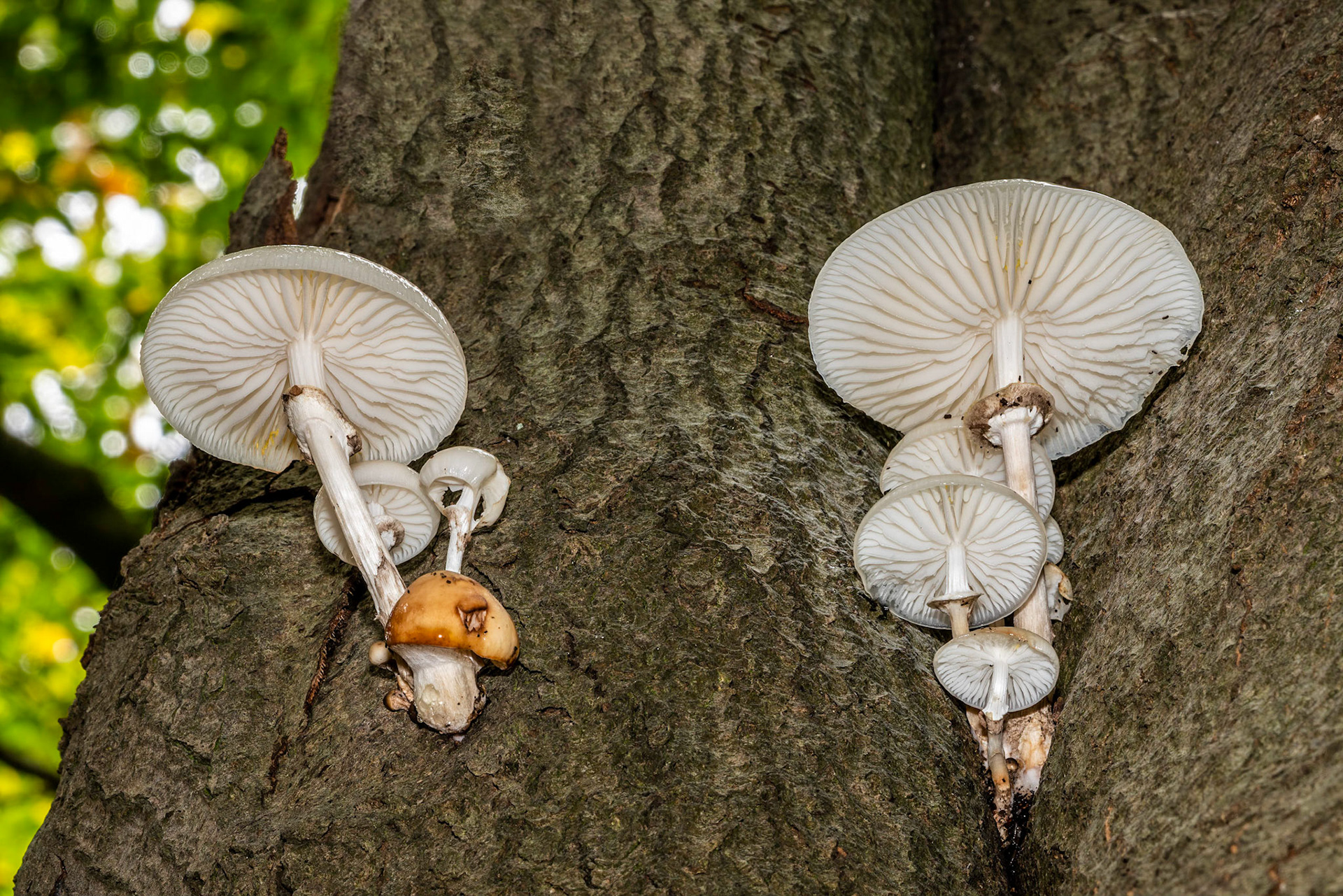 Porseleinzwam or Porcelain Muschroom