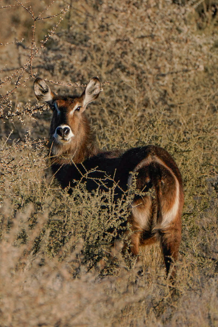 Antilope - Namibië