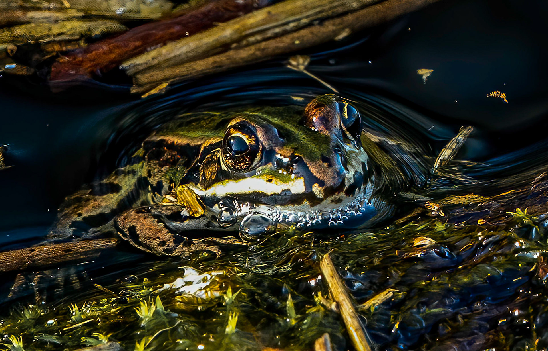 Green frog - The Netherlands