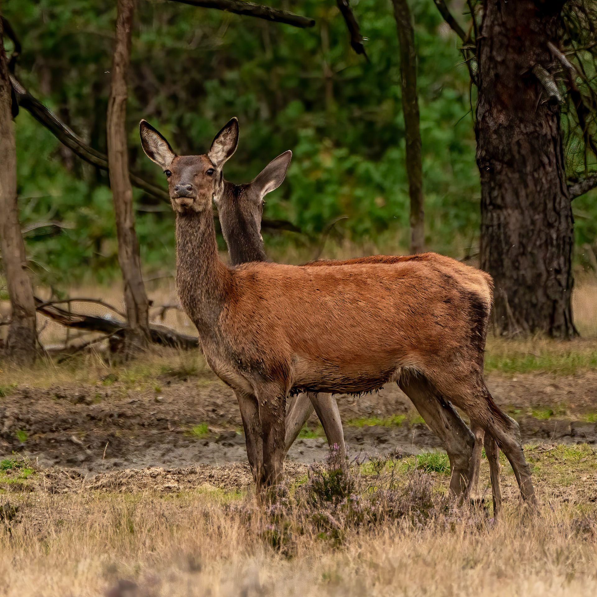Red Deer - National Park De Hoge  Veluwe - The Netherlands