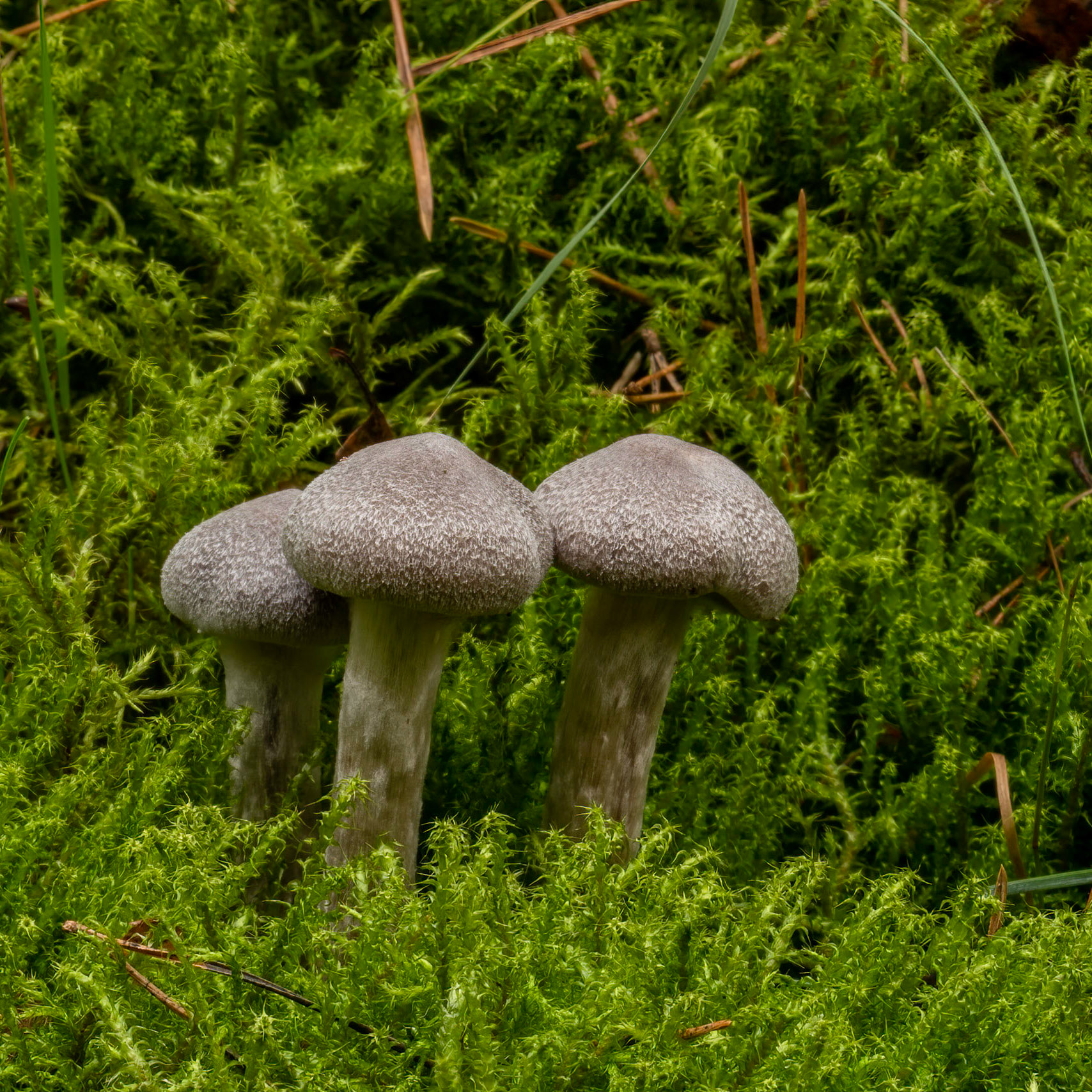 Parelstuifzwam or Patel Puffball