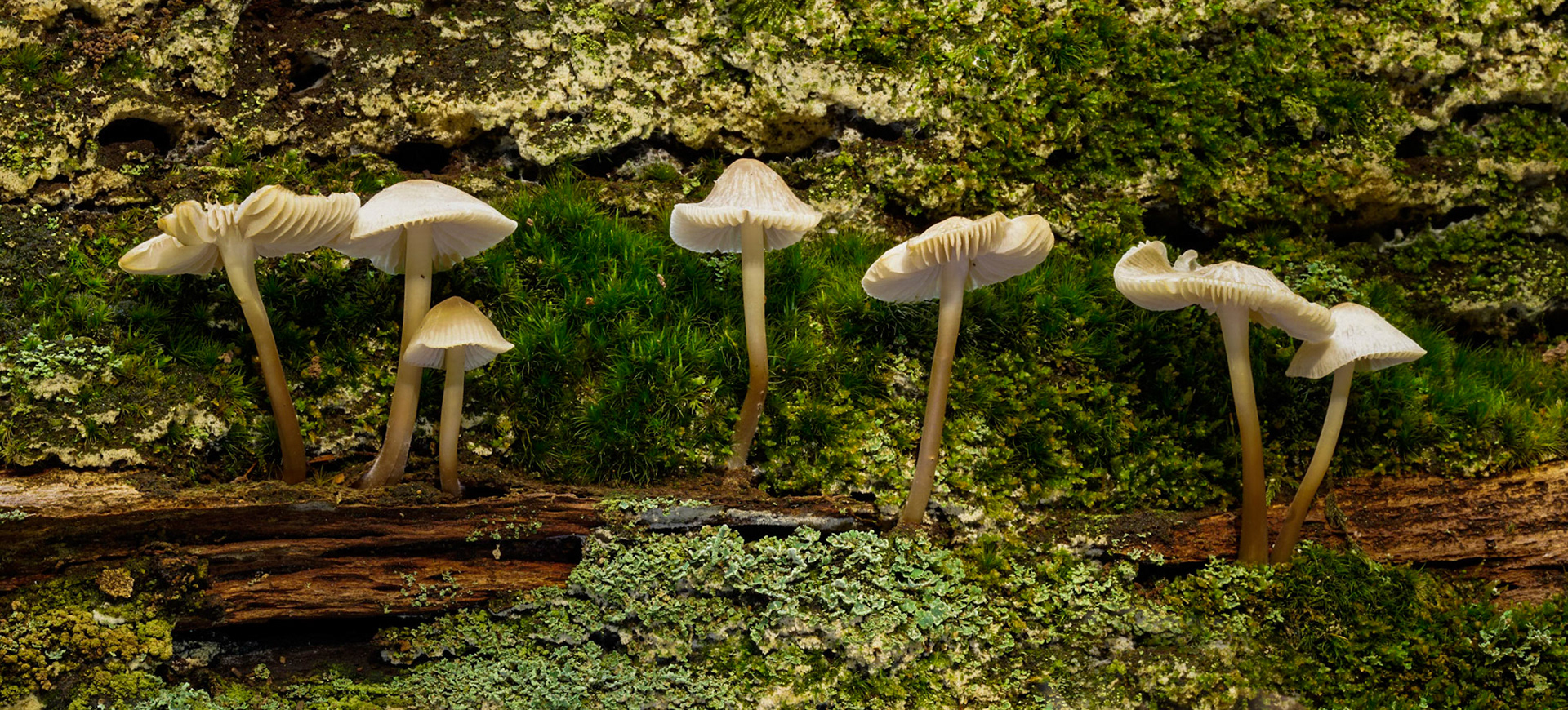 Mushroom Helmmycena