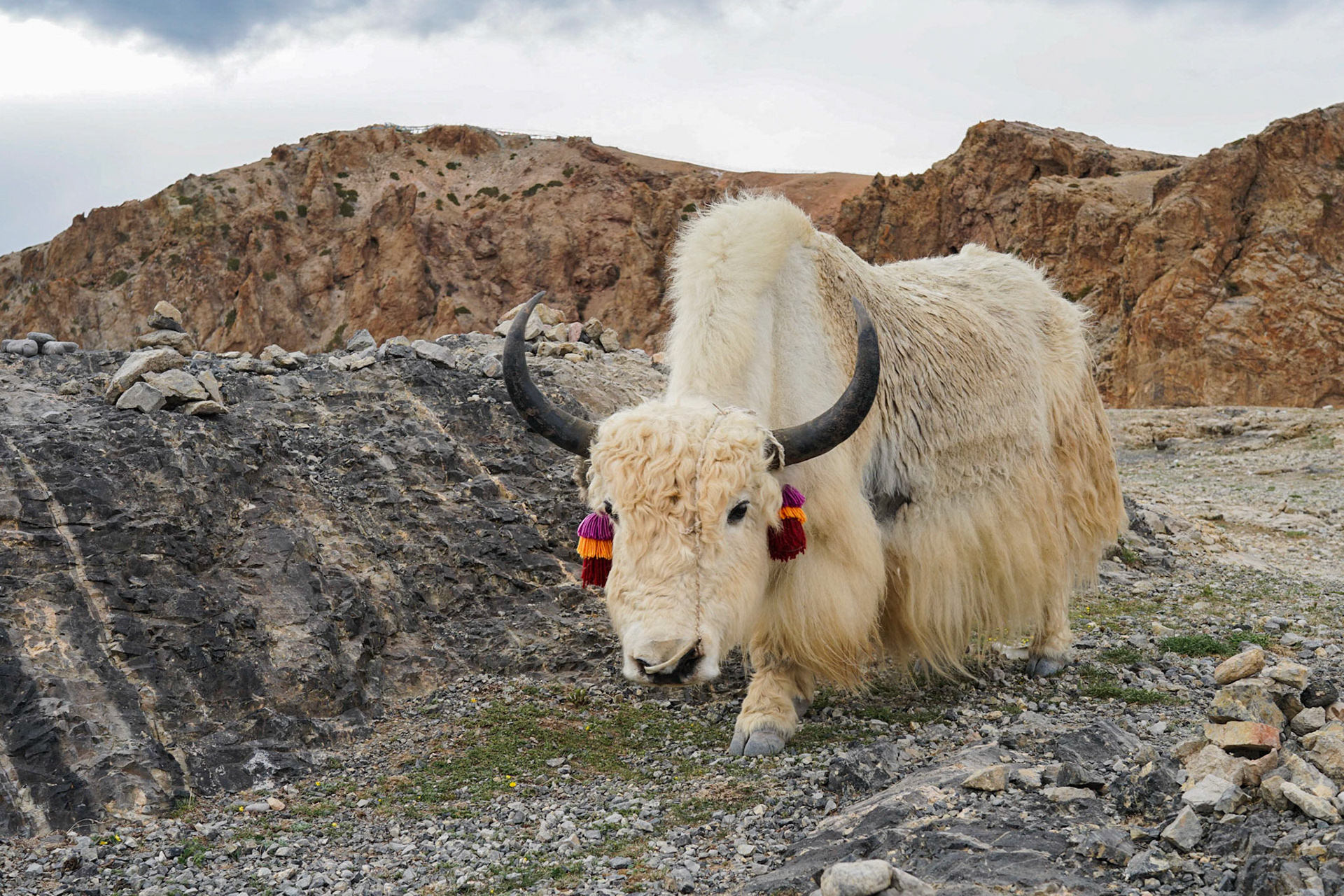 White Yak - Lake Namtso - Tibet