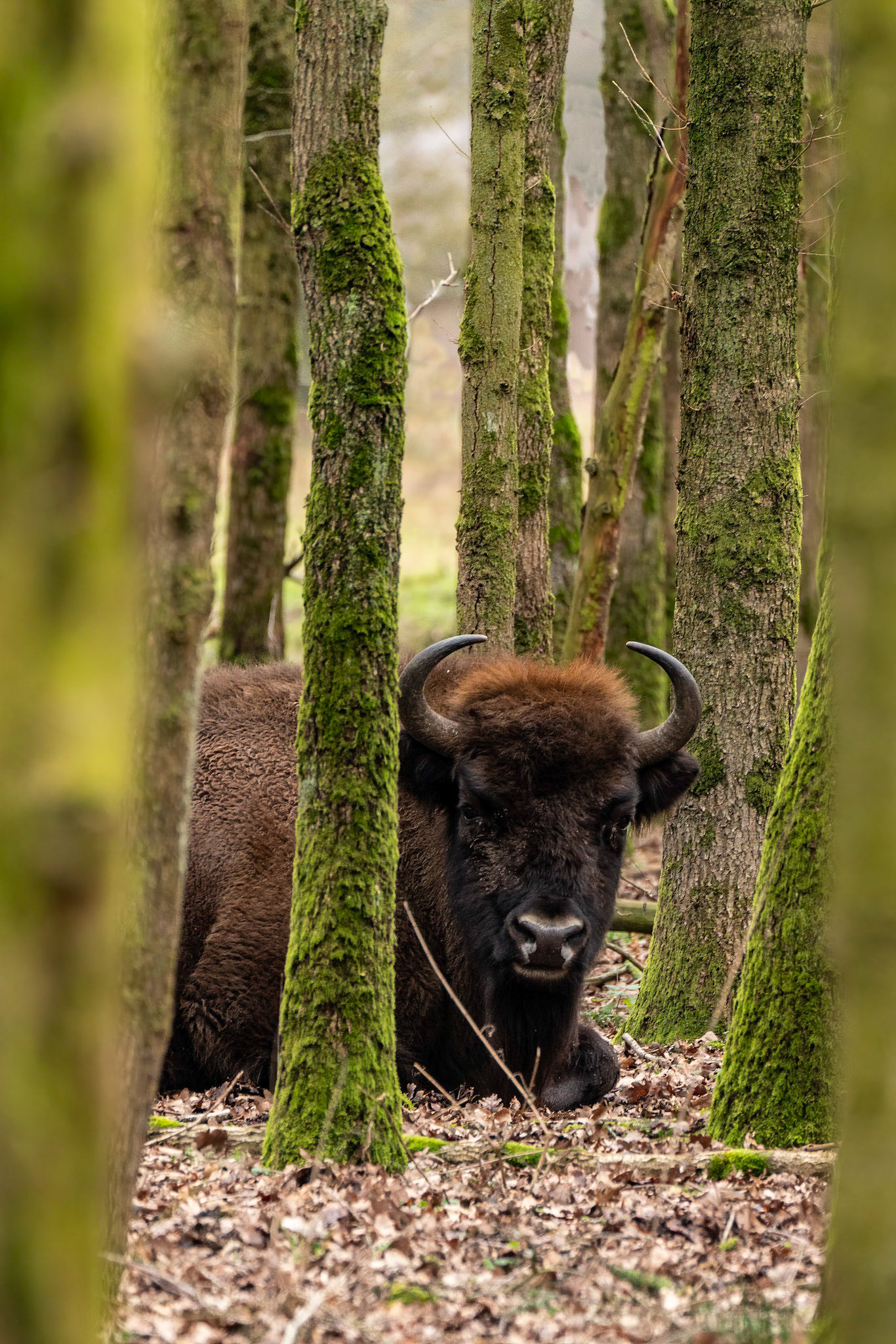Wisent - Maashorst - The Netherlands