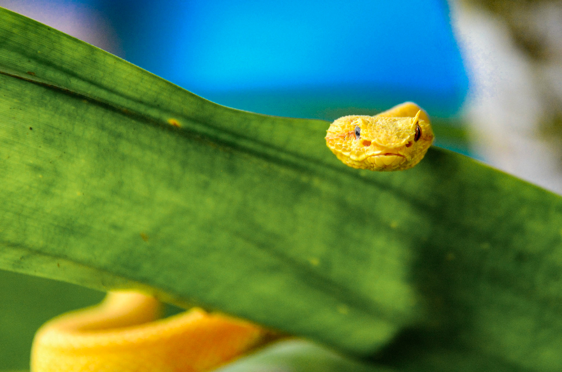 Yellow viper - Costa Rica