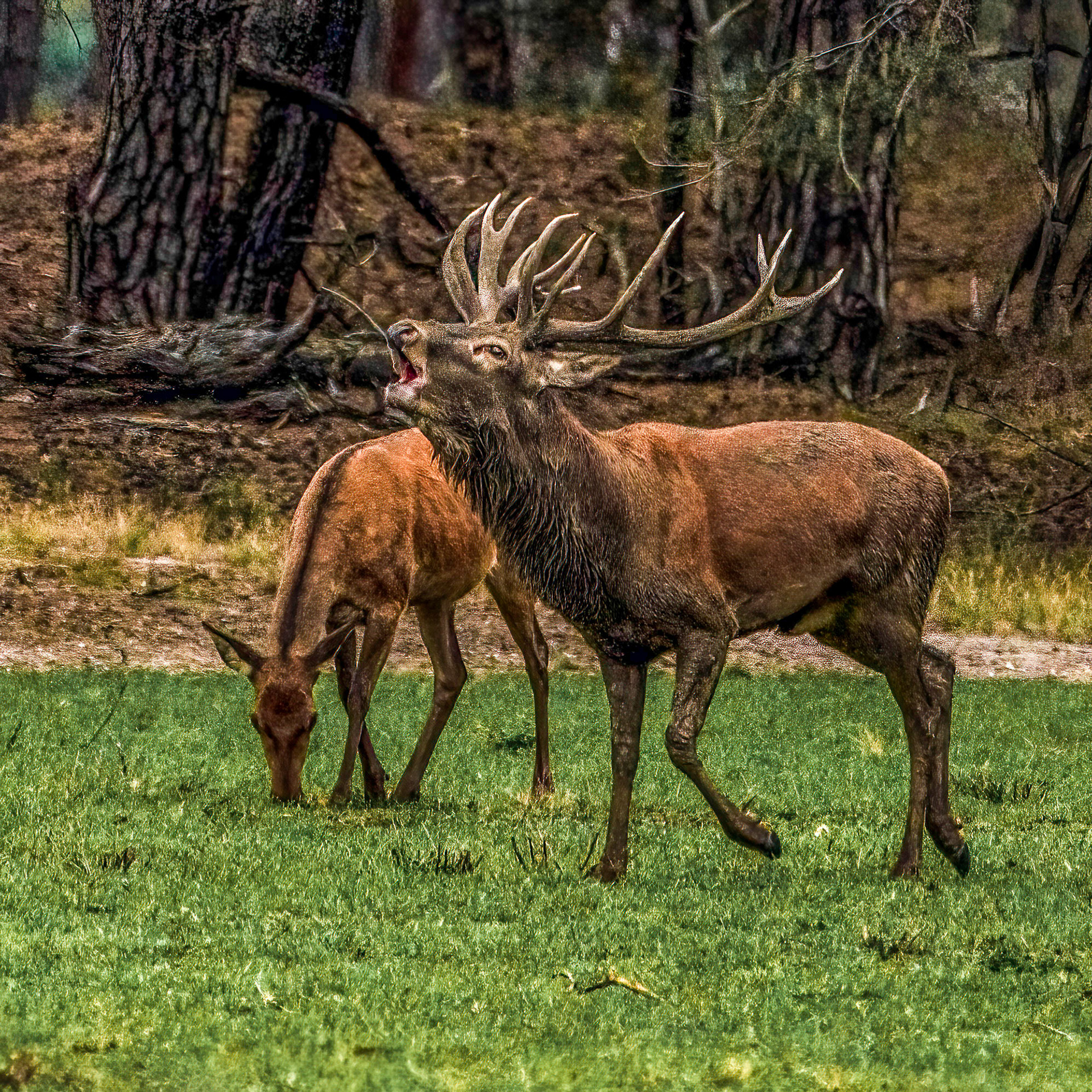 Burling Red Deer - National Park De Hoge  Veluwe - The Netherlands