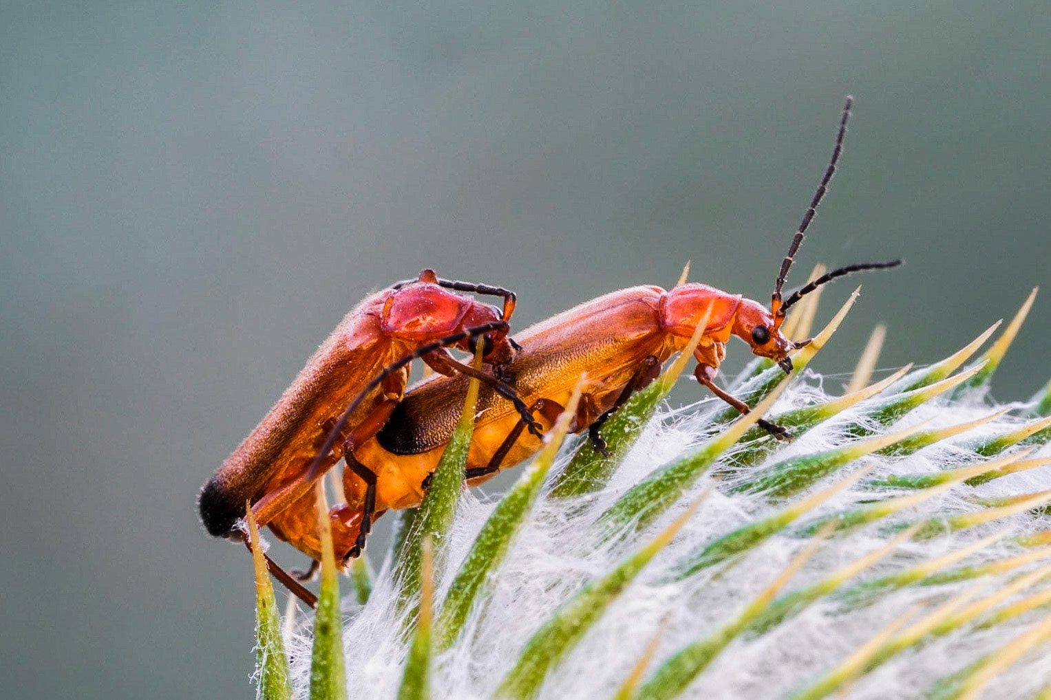 Red Soldier Beetle