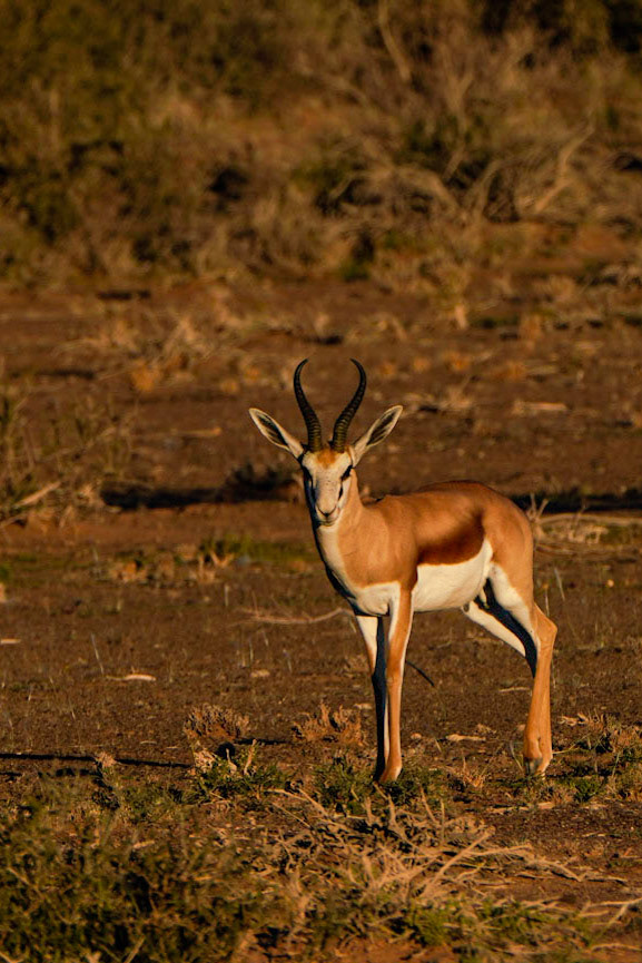 Springbuck - Namibië