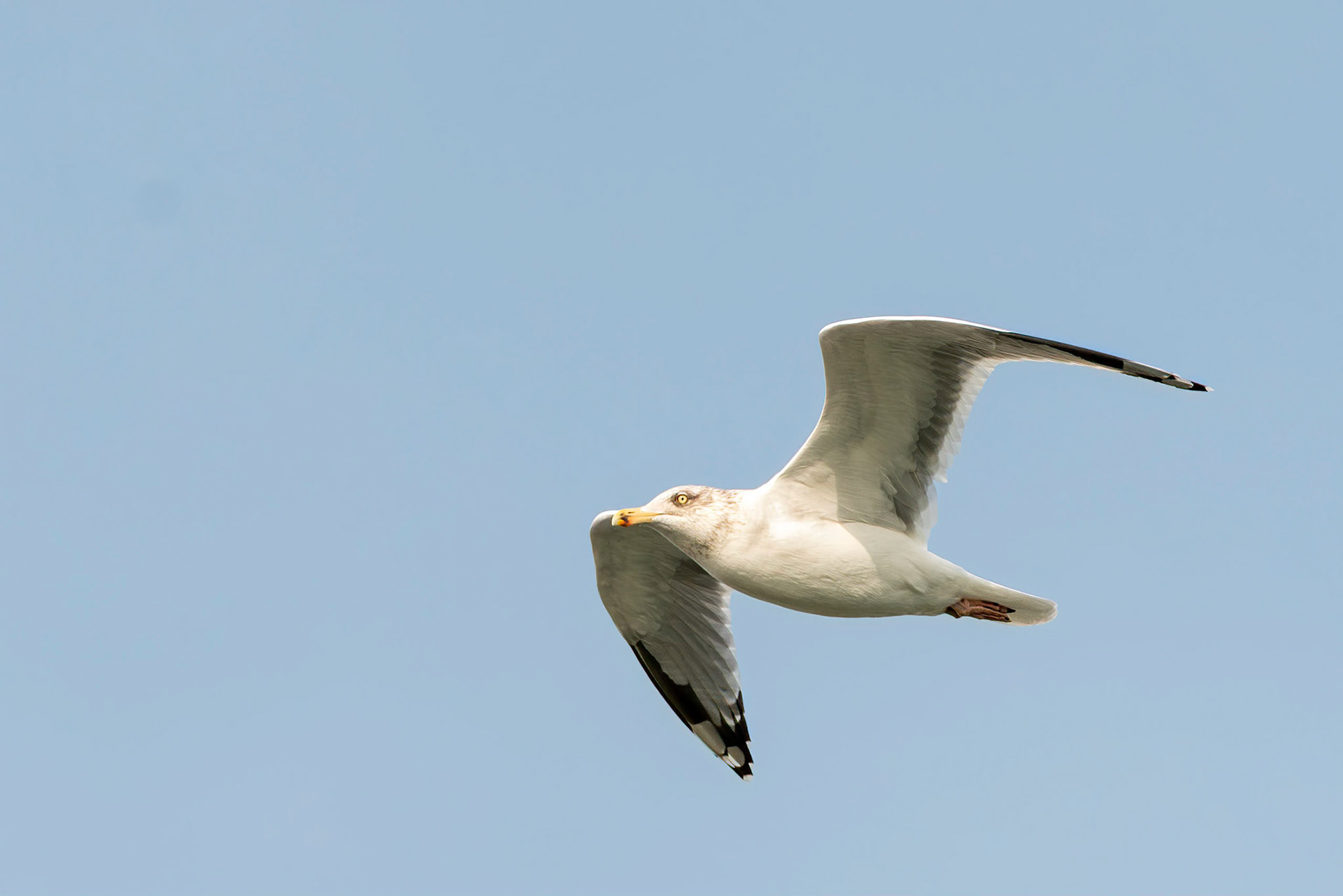 Seabird - The Netherlands