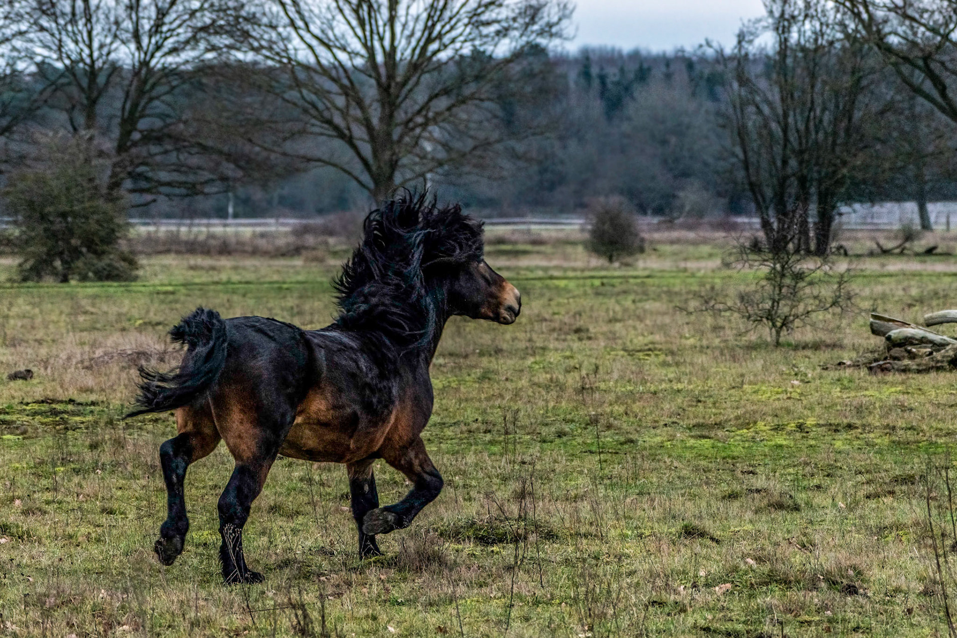 Exmoorpony - Maashorst - The Netherlands