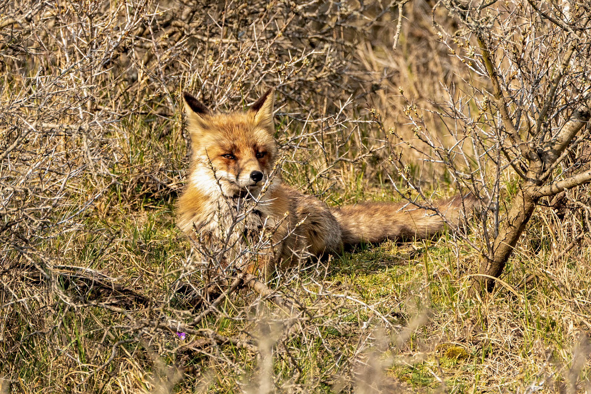 Fox - The Netherlands