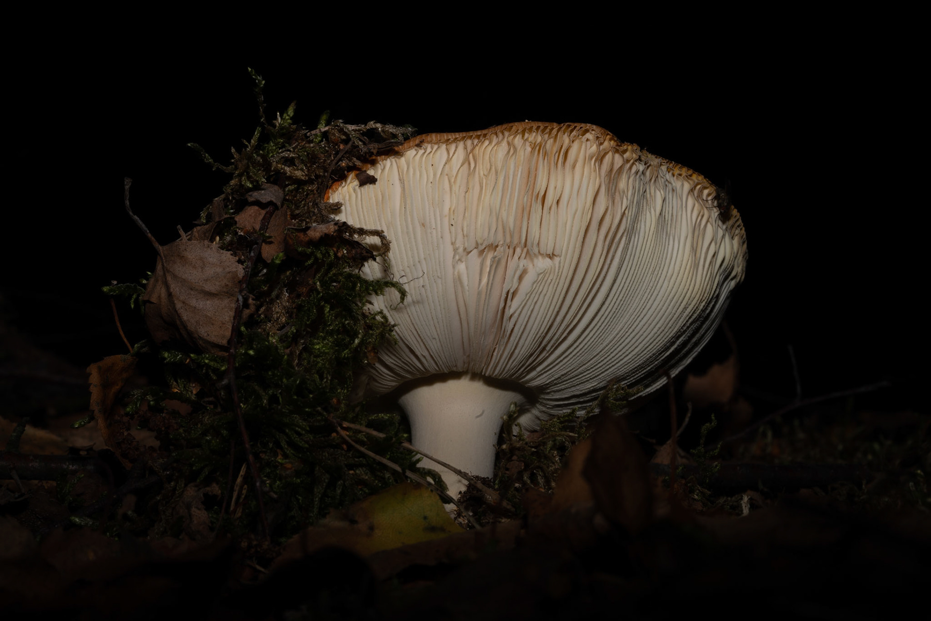 Mushroom