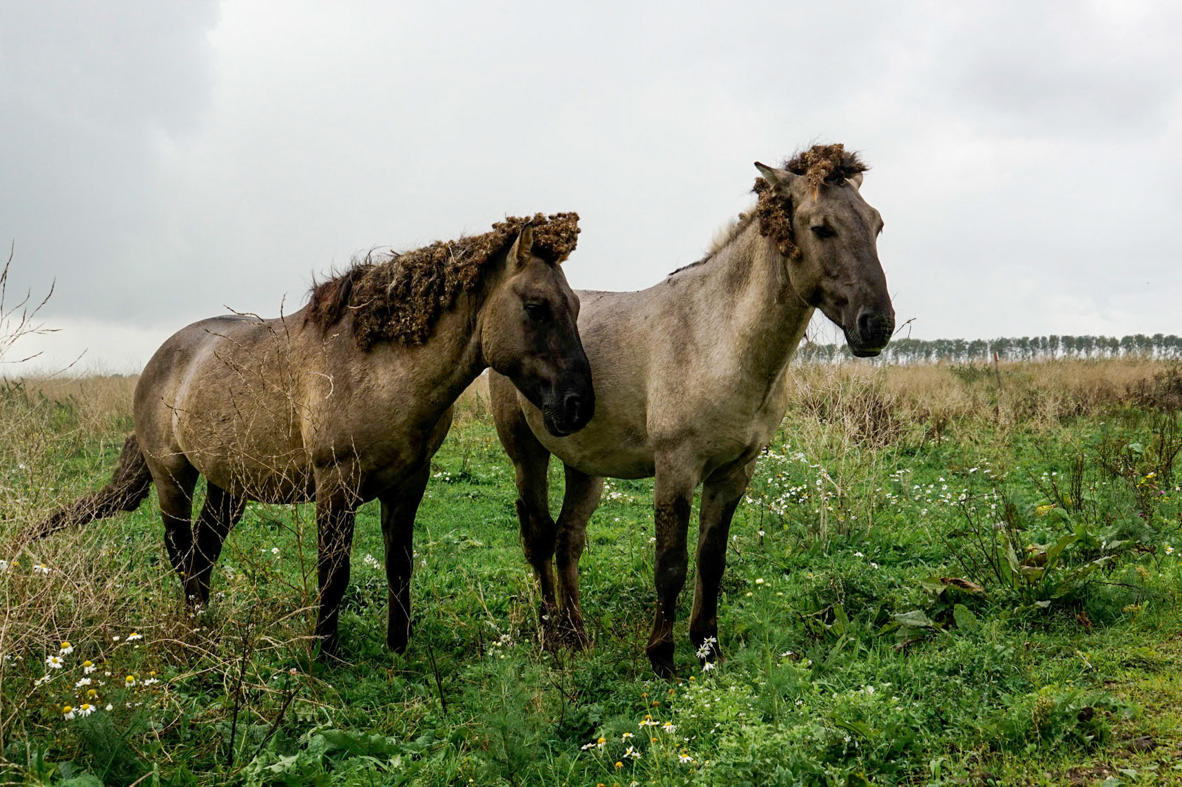 Konikhorses - Oostvaardersplassen - The Netherlands
